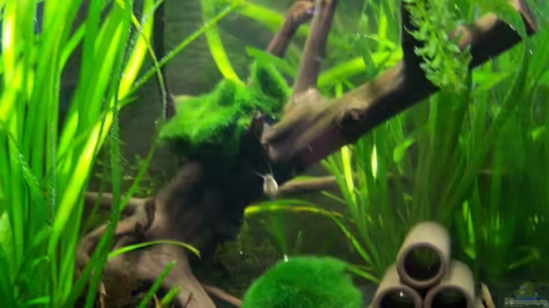 Aquarium Hauptansicht von Amanos und Atyas von schnitzler (1)