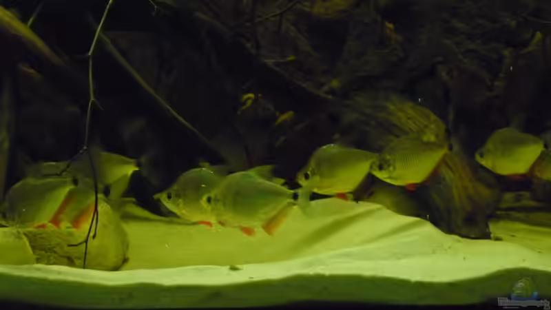 Aquarium Hauptansicht von Amazon Deadwood Nur noch als Beispiel