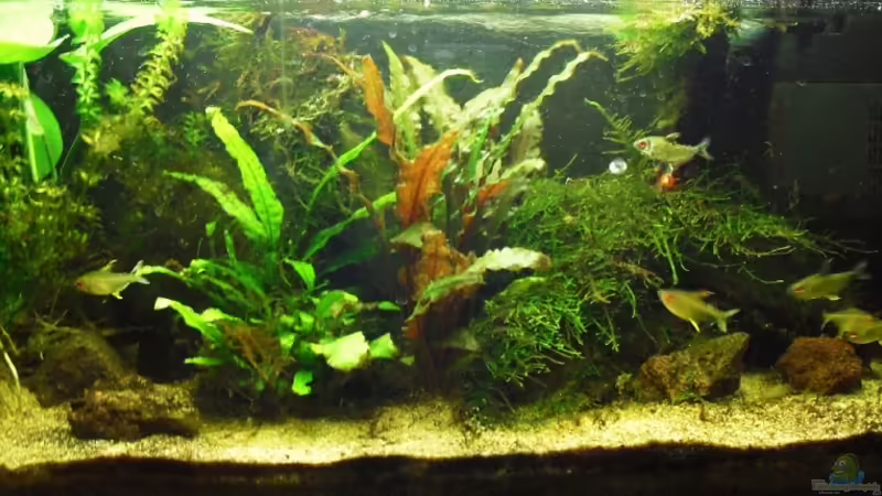Aquarium Hauptansicht von Amazon Inspire