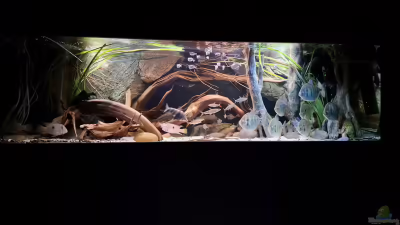 Aquarium Hauptansicht von Amazonas - Wasserwelt