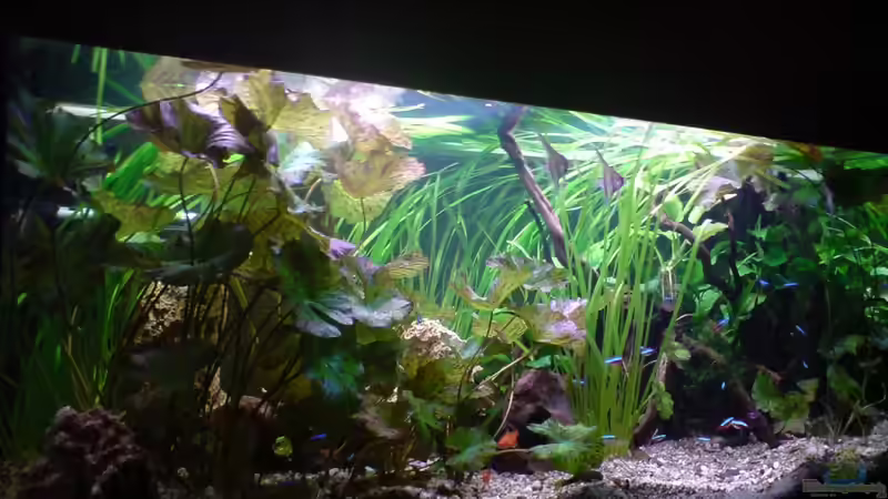 Aquarium Hauptansicht von Amazonas - Zwergbuntbarsche & Co (Aufgelöst)