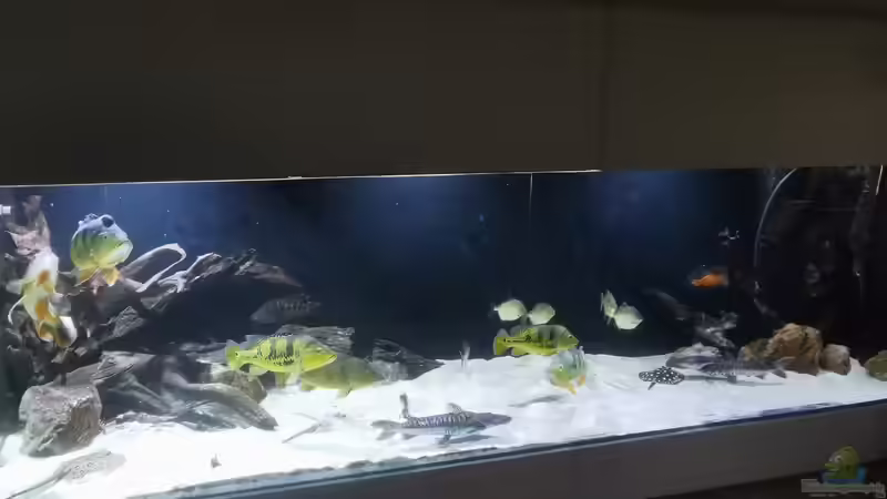 Aquarium Hauptansicht von Amazonas 4500l