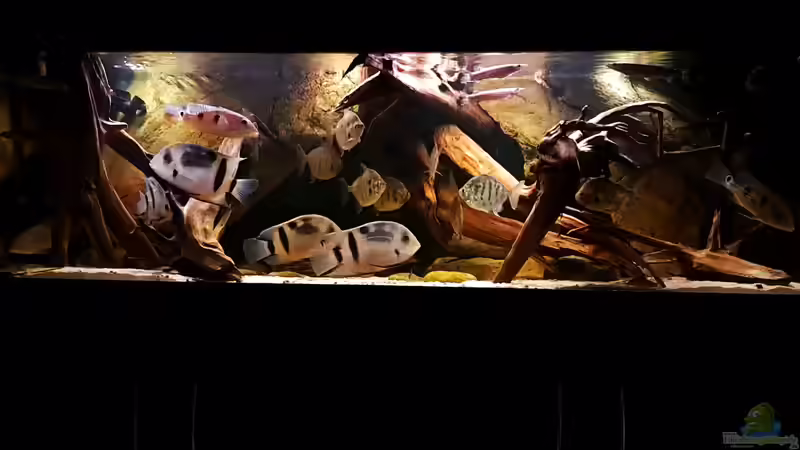 Aquarium Hauptansicht von Amazonas-Biotop (aufgelöst, nur noch als Beispiel) von Agua viva (1)