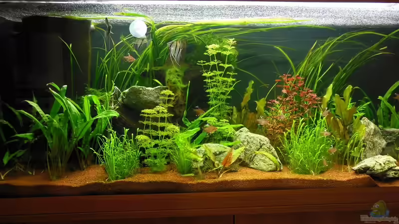 Aquarium Hauptansicht von Amazonas Dream