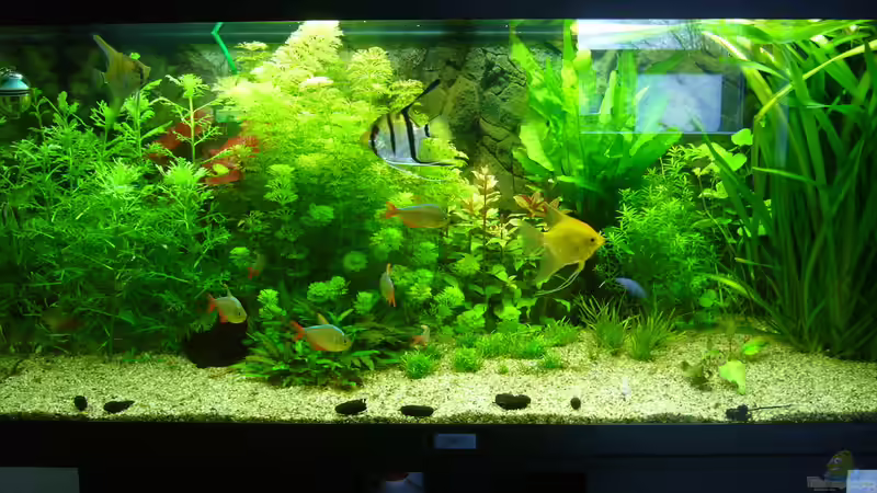 Aquarium Hauptansicht von Amazonas Flusslauf (nur noch Beispiel)