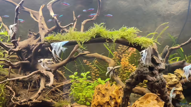 Aquarium Hauptansicht von Amazonas Hoffnung von Laskaa (1)