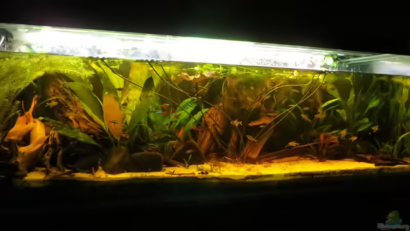 Aquarium Hauptansicht von Amazonas Nebenfluss (aufgelöst) von Jan S. (1)