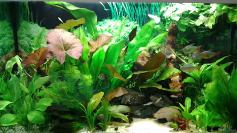 Aquarium Hauptansicht von Amazonas/Salmler 125l von phrankdiddie (1)