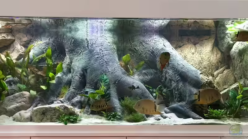 Aquarium Hauptansicht von Amazonas Tank