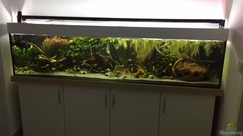 Aquarium Hauptansicht von Amazonas Uferbereich