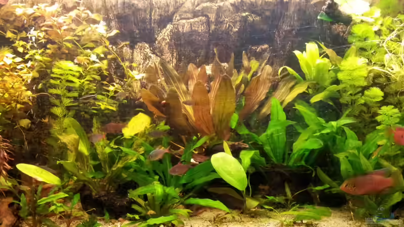 Aquarium Hauptansicht von amazonas von Andreas Trunk (1)