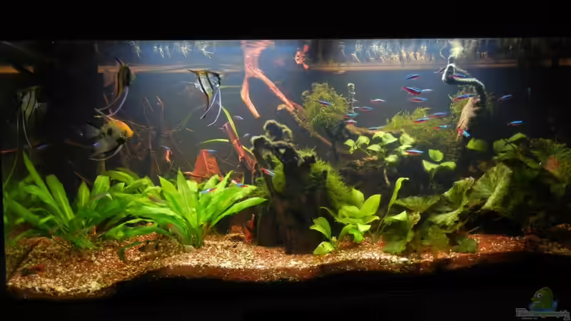 Aquarium Hauptansicht von Amazonas von Life (1)