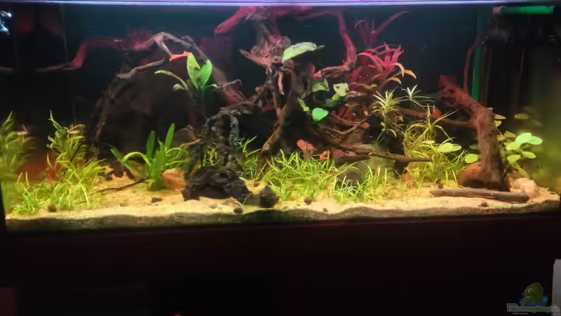 Aquarium Hauptansicht von Amazonas von lützkopf (1)