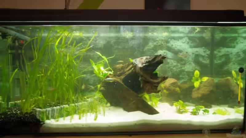 Aquarium Hauptansicht von Amazonasbecken von Richiiii (1)