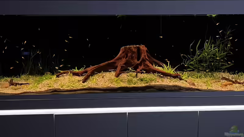 Aquarium Hauptansicht von Amazonasfluss