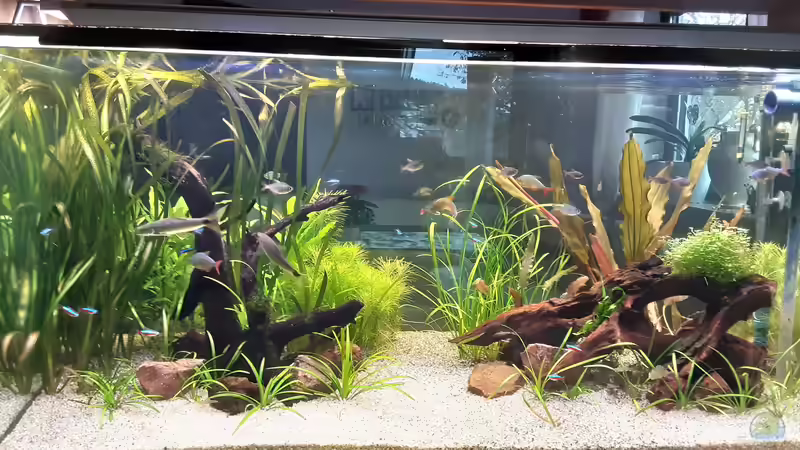 Aquarium Hauptansicht von Amazonien von Pflanzenwolf (10)