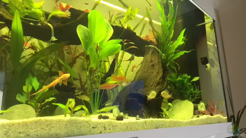 Aquarium Hauptansicht von Amerika Gesellschaftsbecken von Embasch (1)