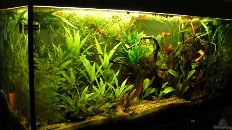 Aquarium Hauptansicht von &quot;Kakadus Zuhause&quot; von Peggy (1)