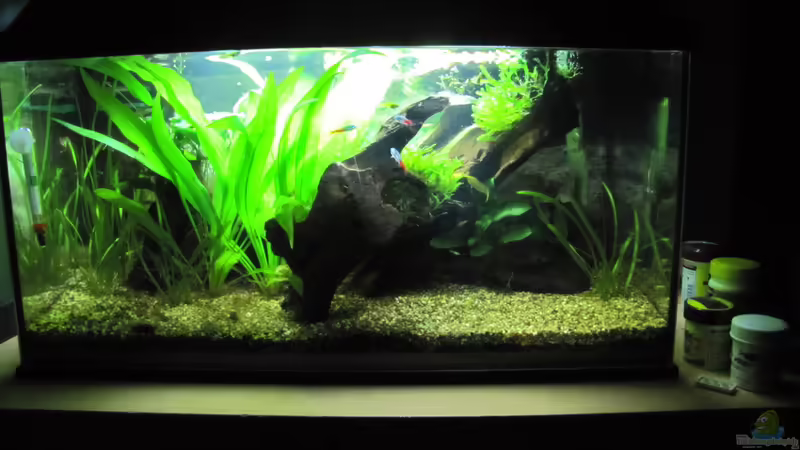 Aquarium Hauptansicht von &quot;Luke`s 54&quot; --Aufgelöst-- von Leo-FAN (1)