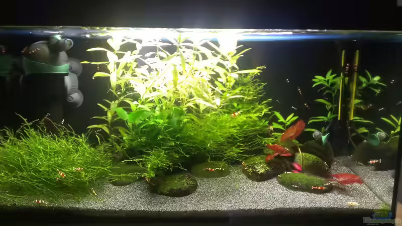 Aquarium Hauptansicht von &quot;Zufall&quot; von Pflanzenfreund (1)