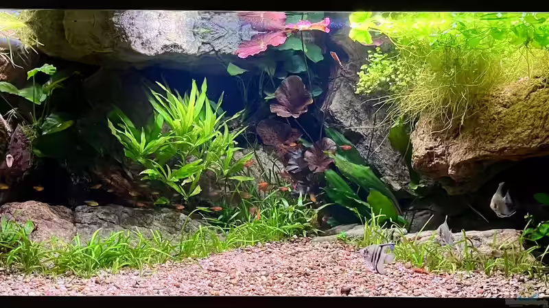 Aquarium Hauptansicht von Andrews Dream von André Sidler (1)