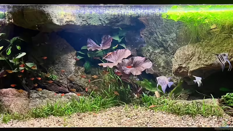 Aquarium Hauptansicht von Andrews Dream