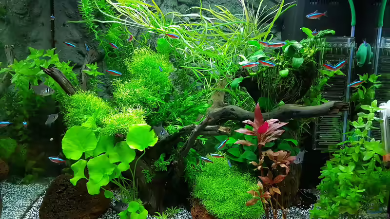 Aquarium Hauptansicht von Angie und Roberts Unterwasserwelt von Angie777 (1)