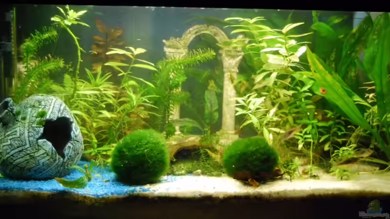 Aquarium Hauptansicht von Antikes Garnelenaquarium^^