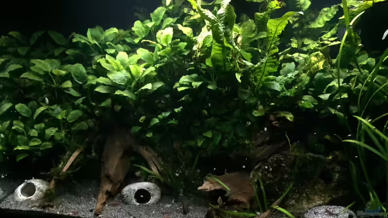 Aquarium Hauptansicht von Anubiasdickicht von Danny (1)