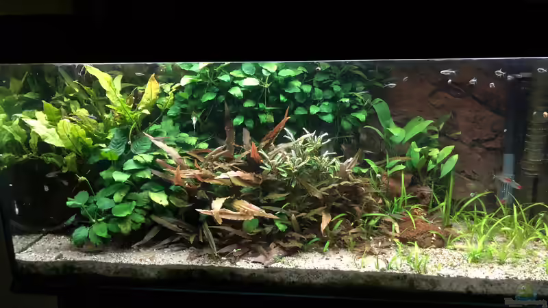 Aquarium Hauptansicht von Anubiaswald