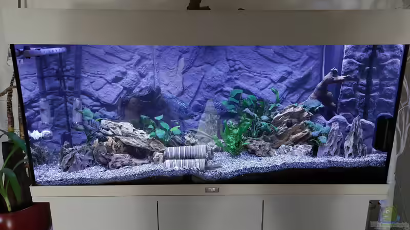 Aquarium Hauptansicht von Anubien Paradies von Turri (1)