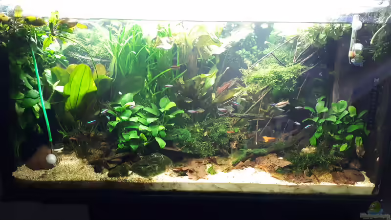 Aquarium Hauptansicht von Apistogramma Becken (nur noch Beispiel) von SebBk (1)
