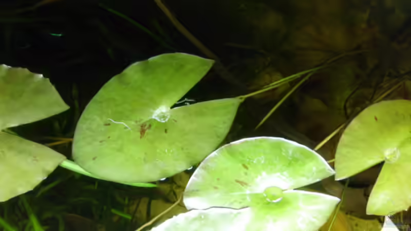 Aquarium Hauptansicht von Apistogramma nijsseni & Peru Altum von L@r$