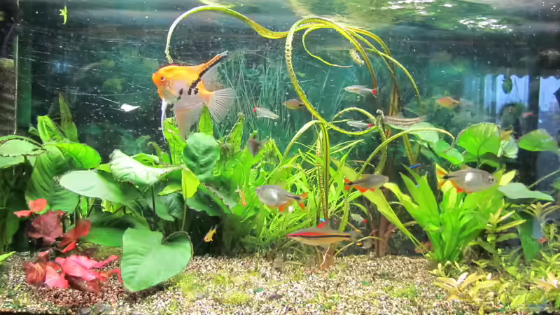 Aquarium Hauptansicht von AQ 200 von AquaTom