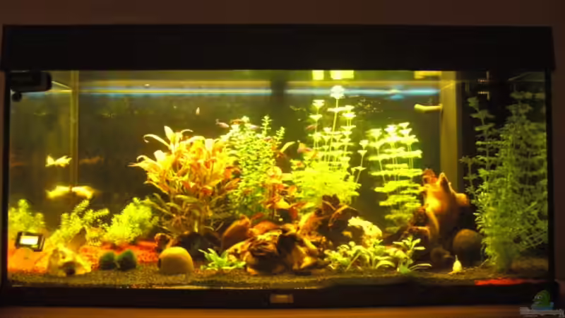 Aquarium Hauptansicht von Aqualounge von BaniW (1)