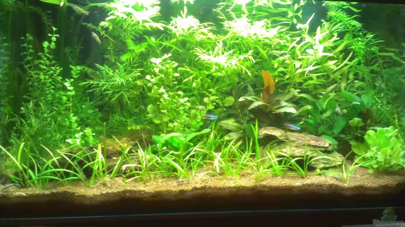 Aquarium Hauptansicht von Aquarium 54l Das Erste von Lk123 (1)
