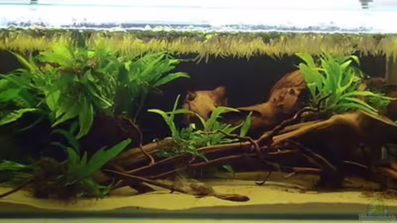 Aquarium Hauptansicht von Artenbecken Betta Macrostoma von Heiko Bischof (1)