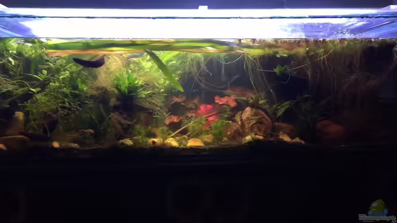 Aquarium Hauptansicht von Artenbecken Channa Bleheri