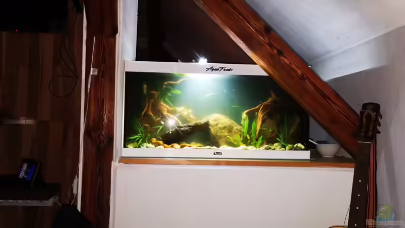 Aquarium Hauptansicht von Arterhaltungs Aquarium von Thomas Michel (1)