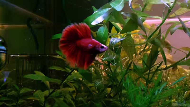 Aquarium Hauptansicht von Asia-Becken von more4ce (1)