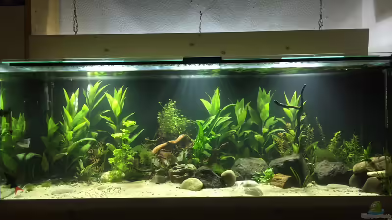Aquarium Hauptansicht von Asia Becken von Stocker (1)