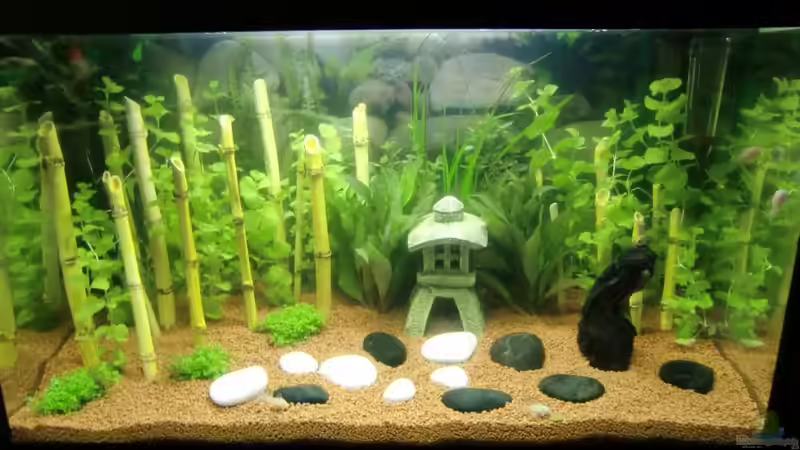 Aquarium Hauptansicht von Asia von EcoSyS (1)