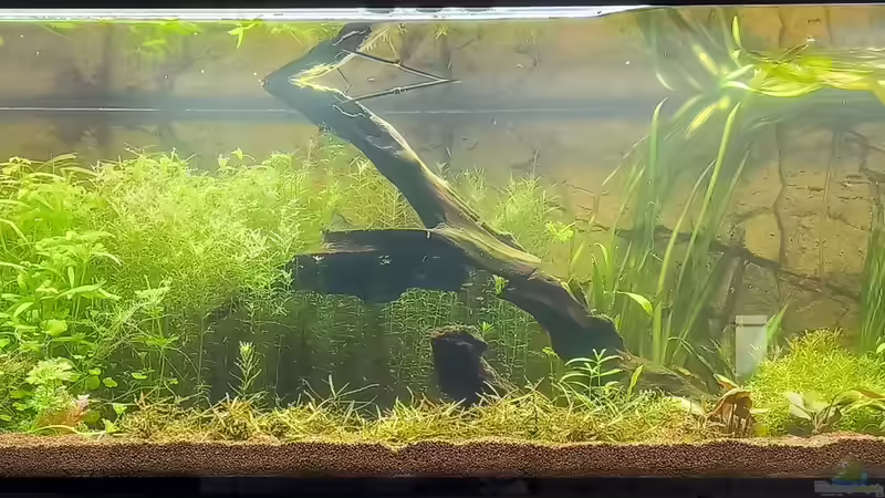 Aquarium Hauptansicht von Asia (Welcome to the Jungle) von Rene78 (1)