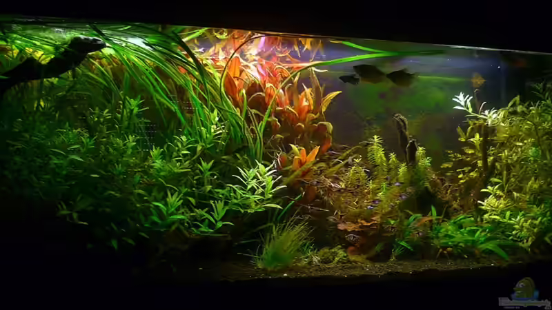 Aquarium Hauptansicht von Asian Dream von snoopy2008 (1)