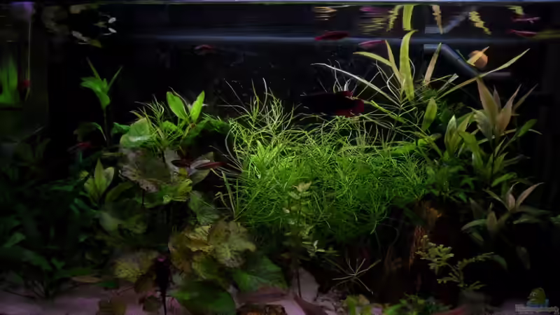 Aquarium Hauptansicht von Asiatische grüne Hölle (Nicht mehr existent) von Max Wolf (1)