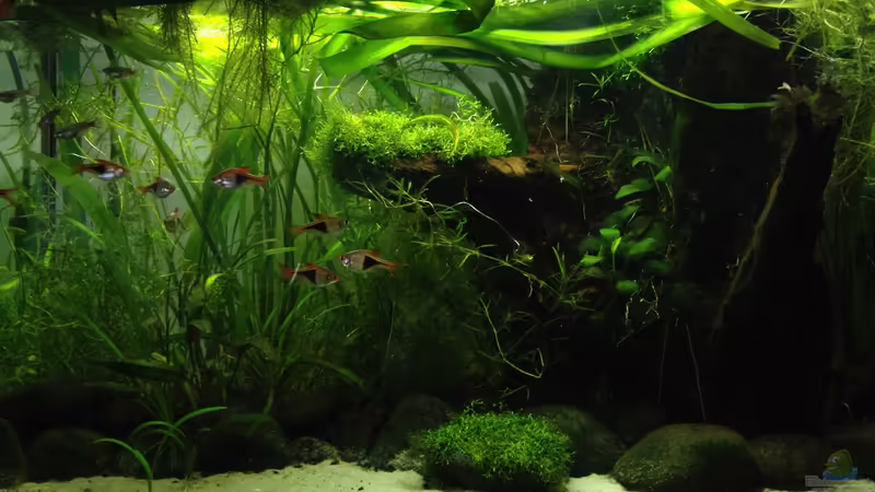 Ein Bachlauf-Aquarium einrichten (Einrichtungsbeispiele für Bachlauf-Aquarien)