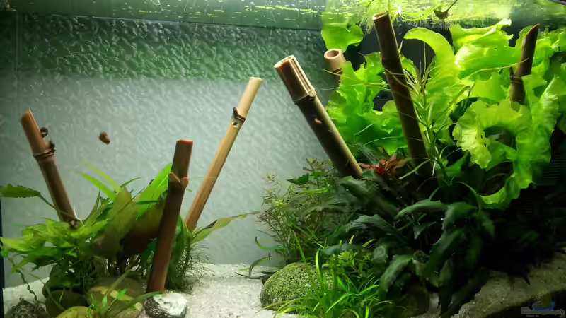 Aquarium Hauptansicht von Asiatischer Südamerikaner