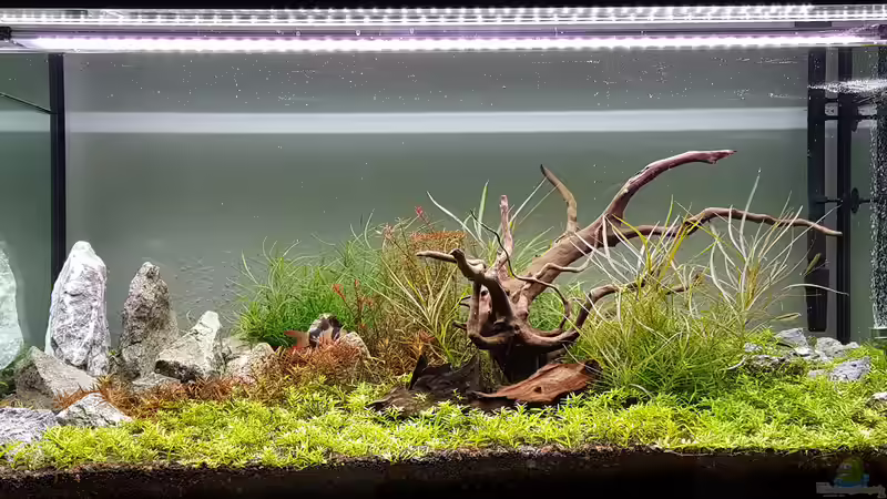 Aquarium Hauptansicht von Asien // Rotola von Glidezilla (1)