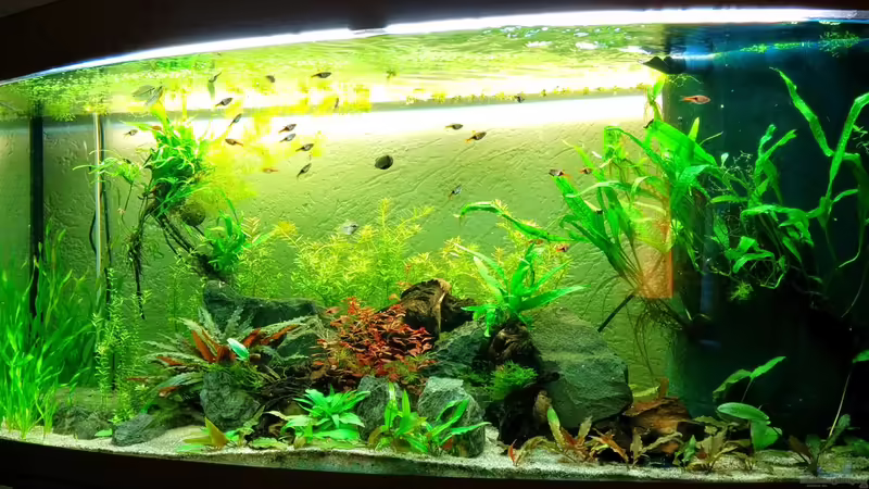 Aquarium Hauptansicht von Asien - Gesellschaftsbecken