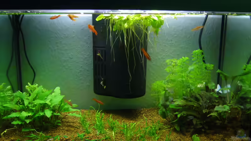 Aquarium Hauptansicht von Asien-Bach (nur Beispiel) von DavidK31 (1)